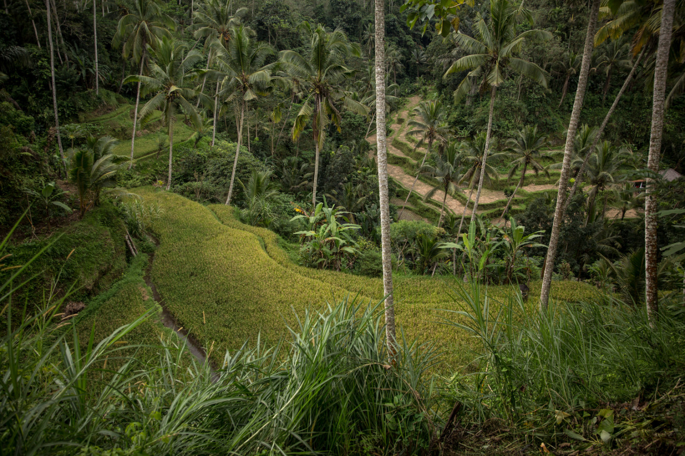 21. Rizsterasz (2) - Gunung Kawi, Bali